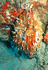 IMG_1294rf_Maldives_Madoogali_Plongee 14_Donagali caves_Spondyle_ Spondylus aurantius